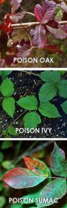 Poison oak, ivy, & sumac